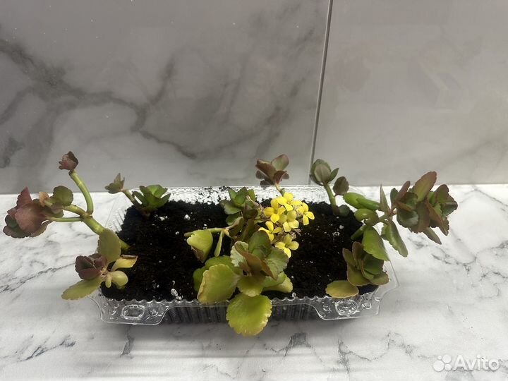 Каланхоэ цветущий желтый