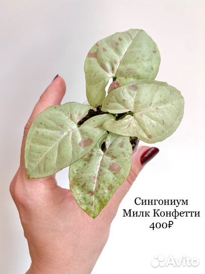 Сингониумы