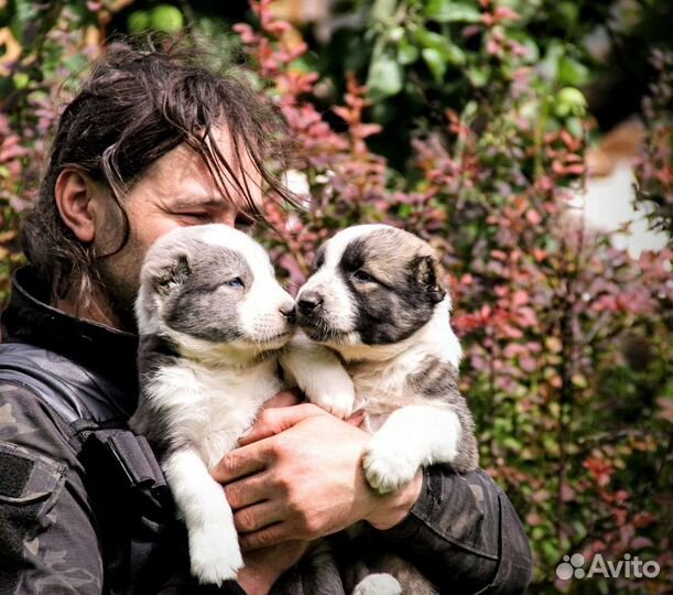 Туркменский алабай, щенки