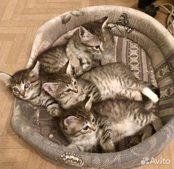 Милые котята