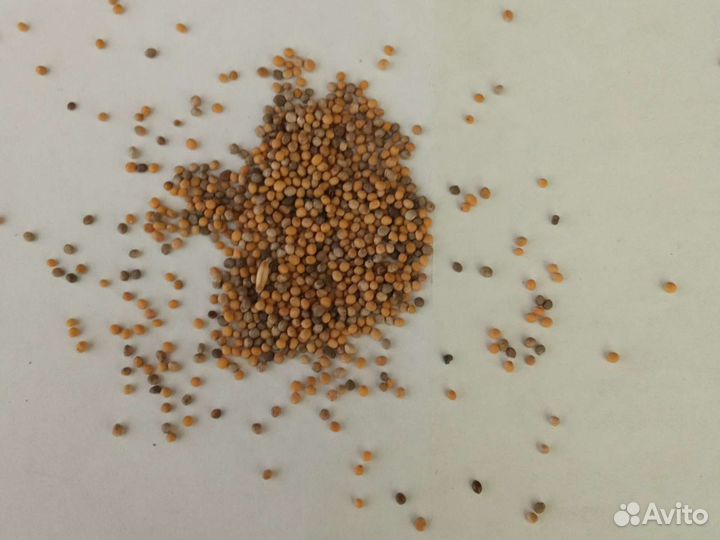 Горчица белая семена