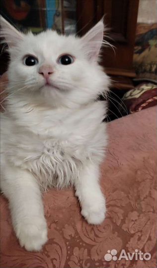 Котик 1,2 г метис британки и ангорского кота