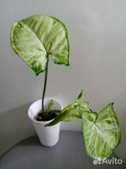 Сингониумы