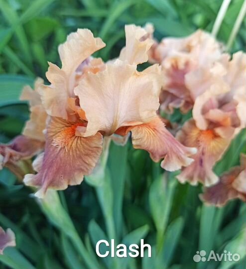 Ирис карликовый