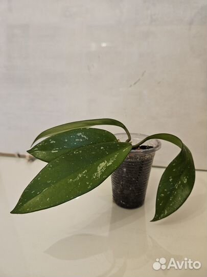 Хойя Пубикаликс / Hoya Pubicalyx