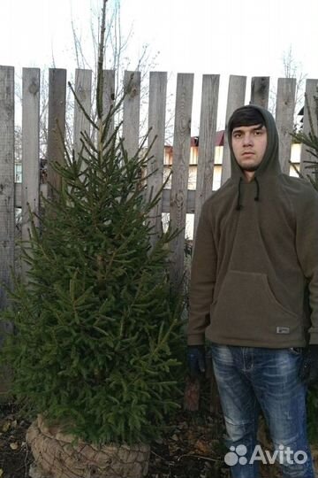 Сибирская ель экстра класс. Саженцы