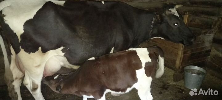 Корова дойная с теленком