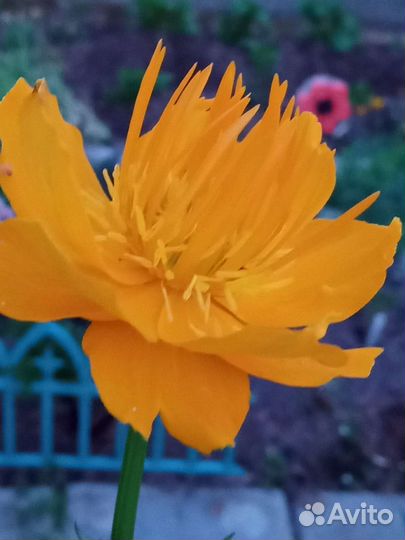 Многолетние