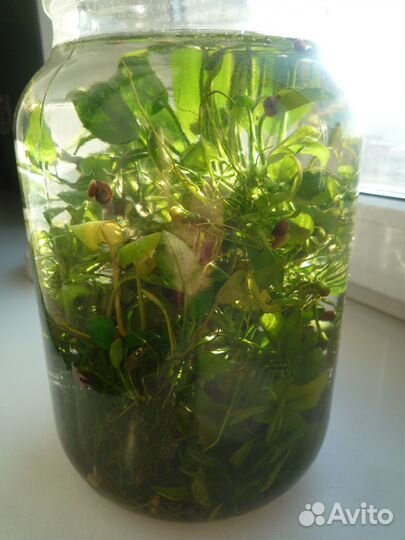 Аквариумные растения обмен