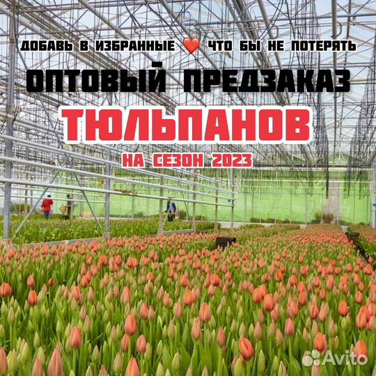 Тюльпаны оптом от производителя
