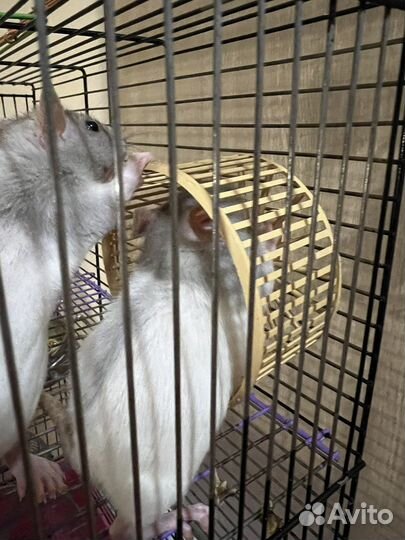 Беговое колесо для грызунов