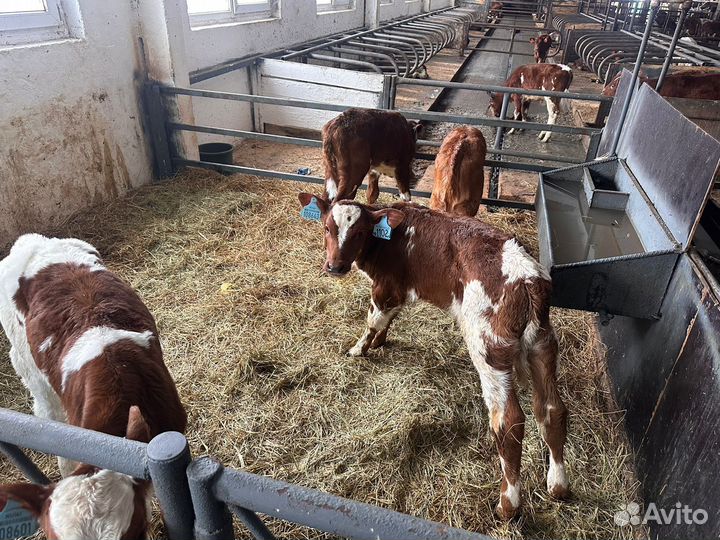 Бычки на откорм бесплатная доставка