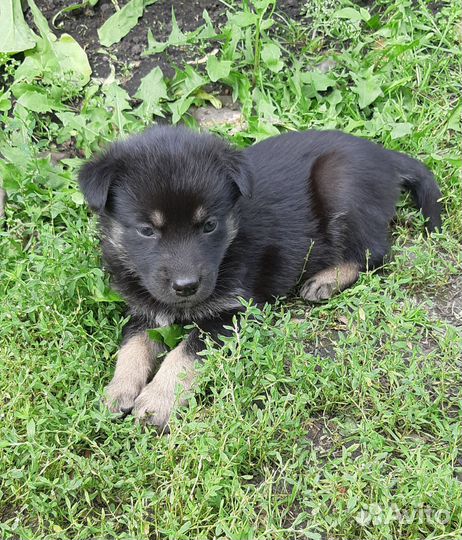 Щенки, доставим