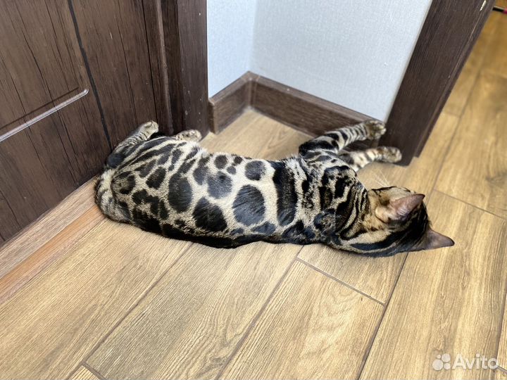 Бенгальский кот вязка