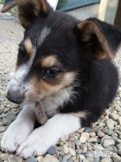 Собака,щенок,девочка в добрые руки