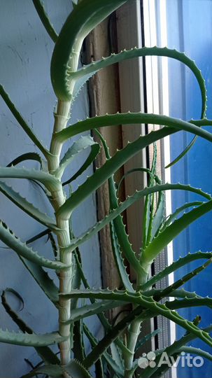 Алоэ пятилетний