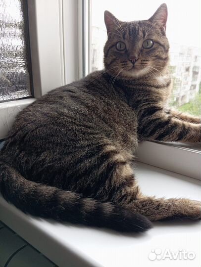 Молодой котик