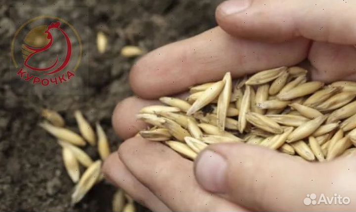 Зерно, овес, ячмень, пшеница