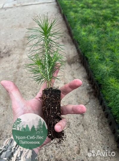 Зкс и окс Сосна Ель Лиственница сеянцы Голуб горн