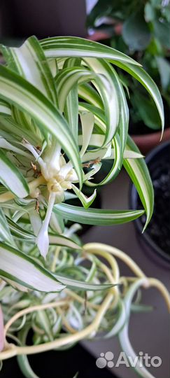 Хлорофитум кудрявый