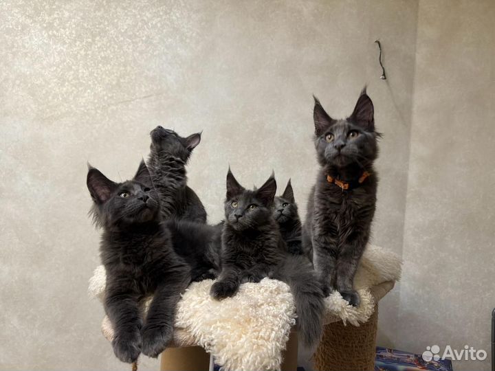 Котята мейн-кун