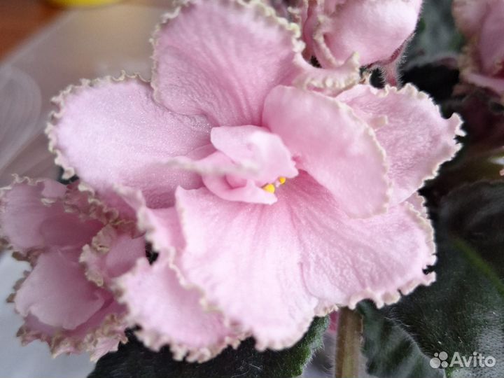 Сортовые фиалки цветущие