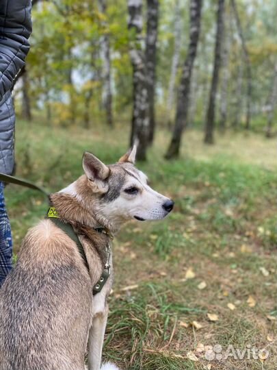 Собака в добрые руки бесплатно из приюта ищет дом