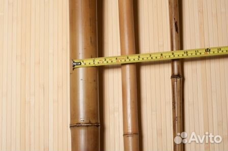 Бамбук - растение для интерьера