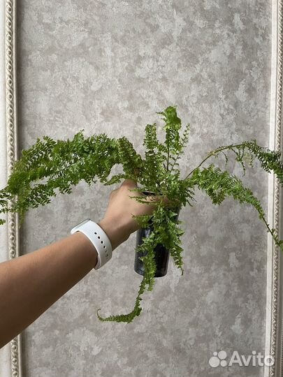 Папоротник комнатный