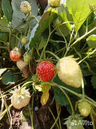 Многолетние цветы