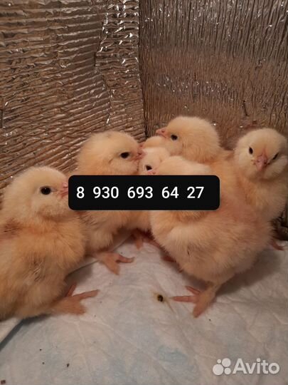 Мясо броллера домашнее