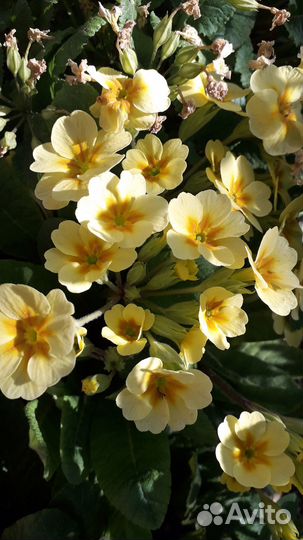 Примула и мускари