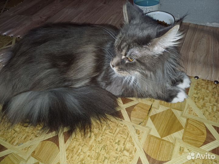 Продам кошечку, 3 года, стелеризованая
