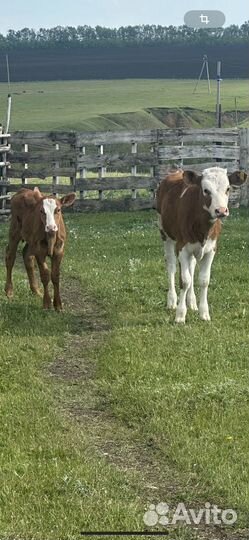 Телка симментал, телята