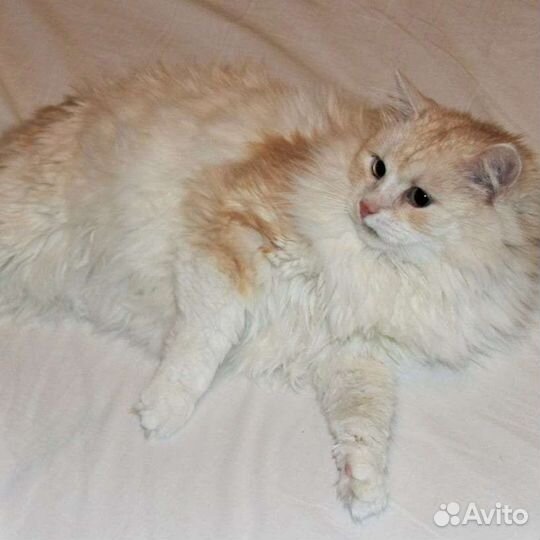 Кошка в дар