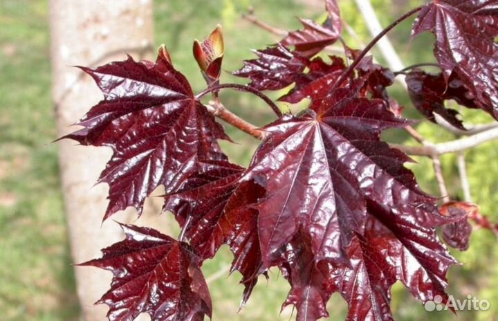 Клен Кримсон Кинг