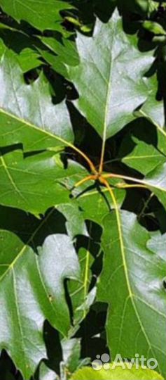 Дуб красный канадский