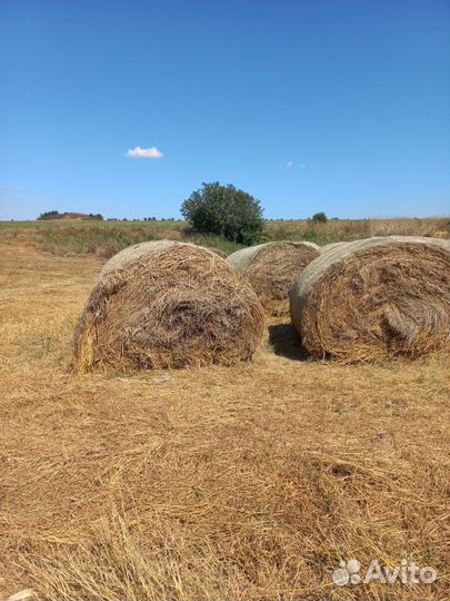 Сено в тюках