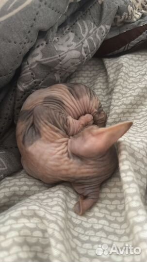 Донской сфинкс