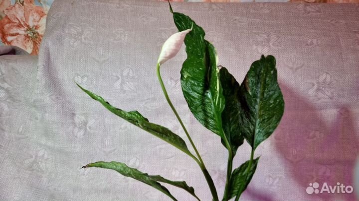 Спатифиллум вариегатный