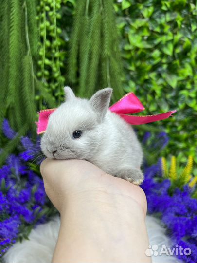 Кролики карликовые