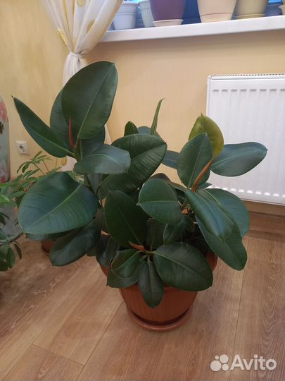 Разные комнатные цветы