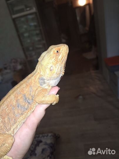 Бородатая агама самец