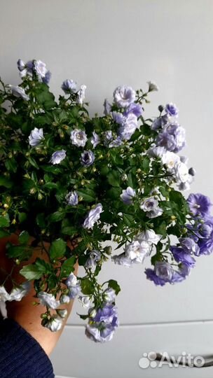 Кампанулы, Ипомея батат, Колеусы, Хойя и др