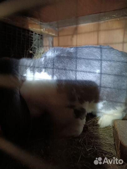 Кролики породы французский баран