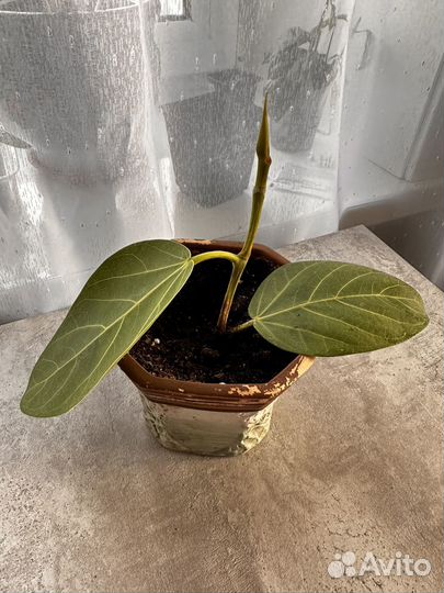 Фикус Бенгальский