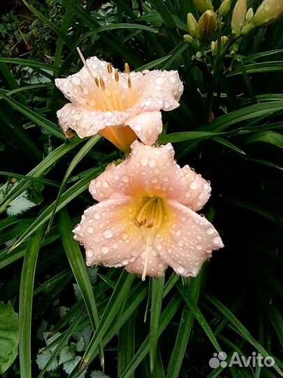 Продам лилейники