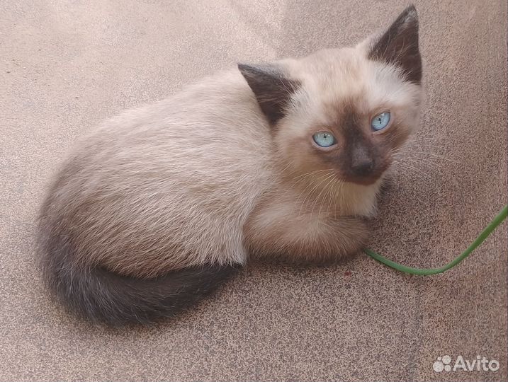 Котятки-дикушки