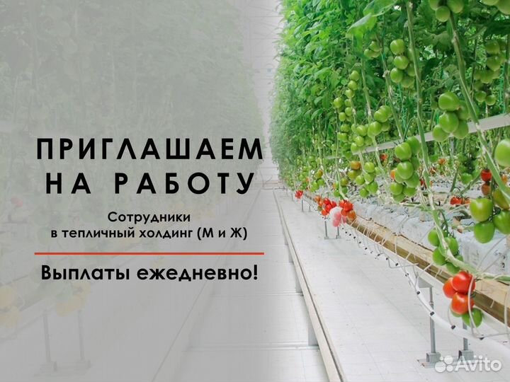 Рабочие. Тепличный холдинг. М и Ж