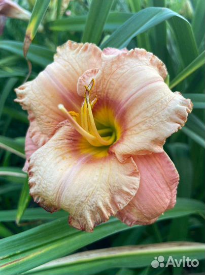 Лилейники сортовые